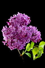 Image showing Flowering branch of lilac.