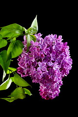 Image showing Lilac branch.