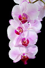 Image showing Blooming pink orchid.