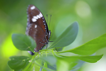 Image showing Common Crow Butterfly