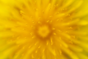 Image showing Dandelion