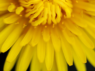 Image showing Dandelion