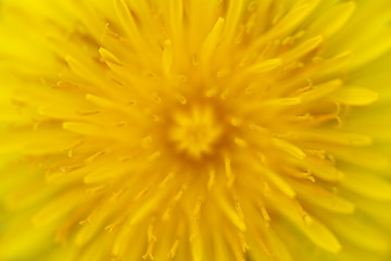 Image showing Dandelion