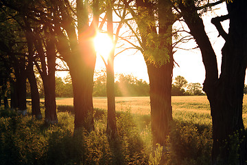 Image showing Countryside on sunset