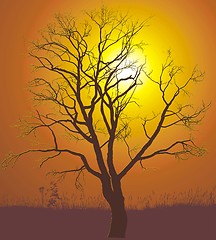 Image showing Walnut tree sunset