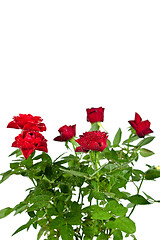 Image showing red roses with water drops