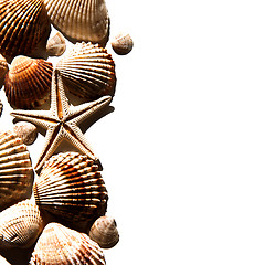 Image showing sea shells and star 