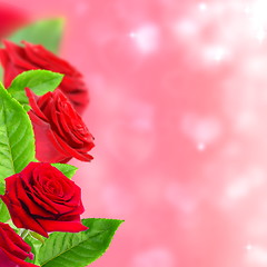 Image showing Beautiful red roses.