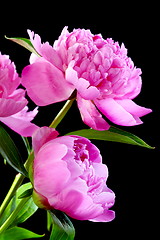 Image showing Peonies.