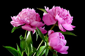 Image showing Three pink peony.