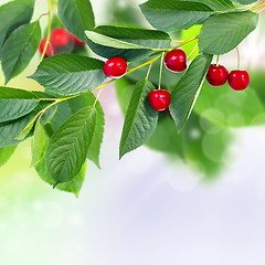 Image showing  Red cherry.