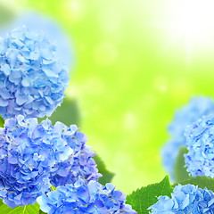 Image showing Blue hydrangeas.