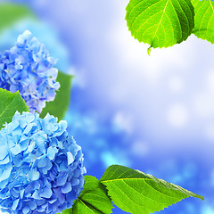 Image showing Beautiful hydrangea flowers.