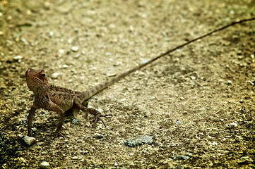 Image showing Lizard