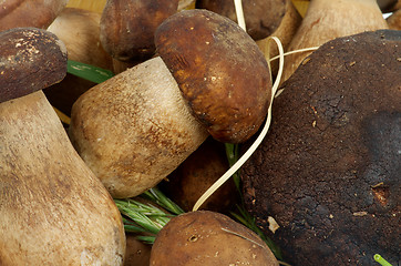 Image showing Porcini Mushrooms Background