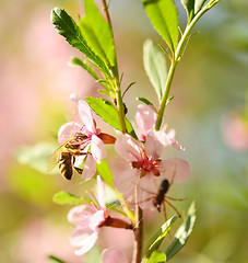 Image showing honey bee