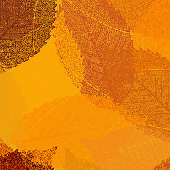Image showing Dry autumn leaves template. EPS 8