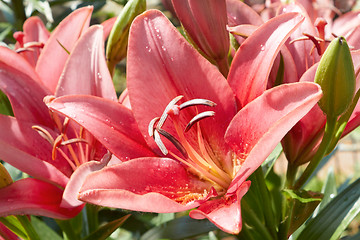 Image showing Lilies flowering in the flowerbed