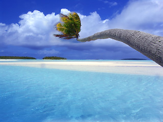 Image showing Bending Palm Lagoon