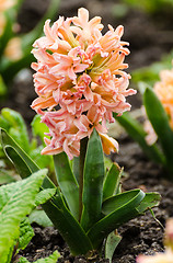 Image showing Hyacinth