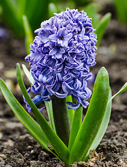 Image showing Hyacinth