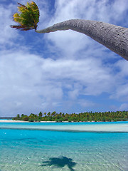 Image showing Bending Palm Tree