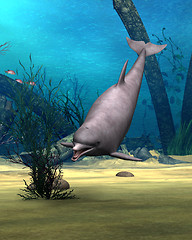 Image showing Dolphin