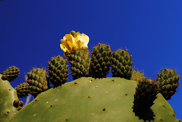 Image showing Cactus