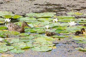 Image showing Duck family in a pond