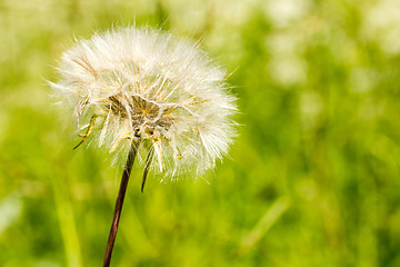 Image showing Fluffy dandelion on green background