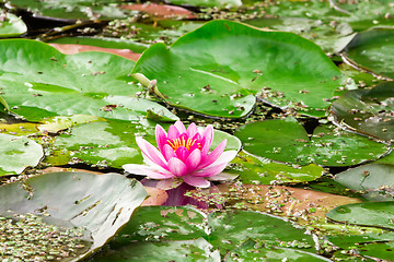 Image showing Pink lotus blossom in a pond