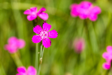 Image showing Summer meadow with pink flowers