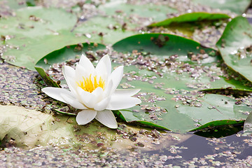 Image showing White  lotus blossom  in a   pond