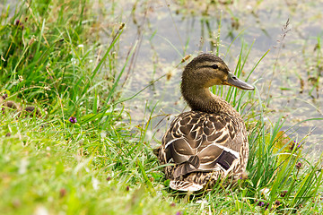 Image showing Wild duck  in a grass