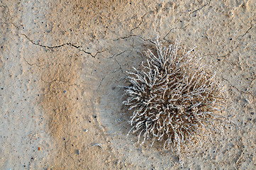 Image showing Top View of the Desert Plant