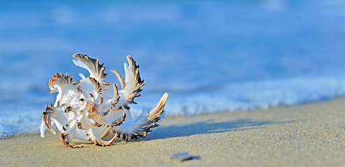 Image showing seashell on the beach