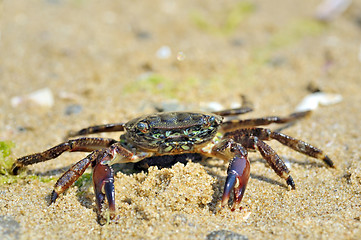 Image showing natural crab on the sand against the sea at beach