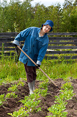 Image showing Girl spud potatoes in the garden