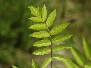 Image showing ash tree compound leaf