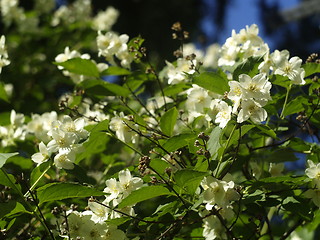 Image showing white flowers