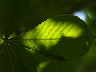 Image showing chestnut tree leaf