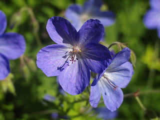 Image showing blue flower