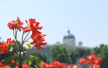 Image showing Roses in the Volksgarten, Vienna