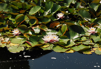 Image showing Pale pink water lilies floating on a pond