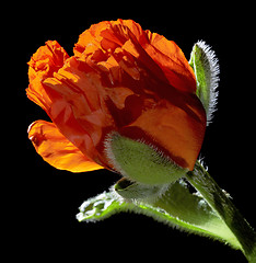 Image showing Poppy