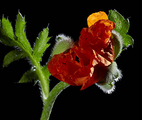 Image showing Poppy