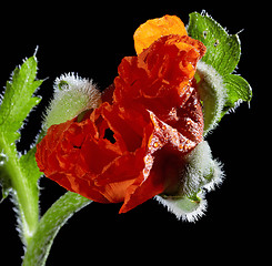 Image showing Poppy