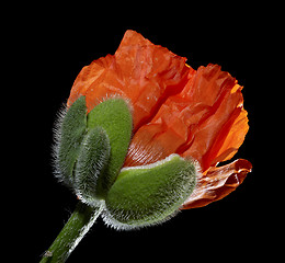 Image showing Poppy