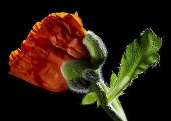 Image showing Poppy