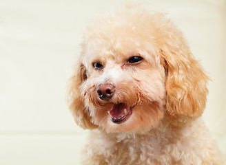 Image showing Dog poodle smile